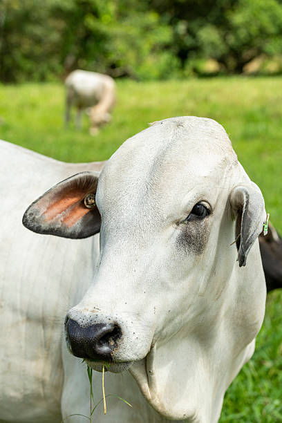 istock Young Brahman cattle posing in a pasture - stock photo 2245500168