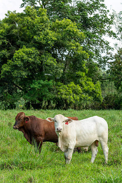 istock Young Brahman cattle posing in a pasture - stock photo 2245500172