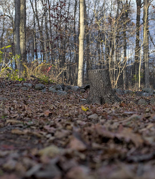A stump is in the middle of a wooded area.