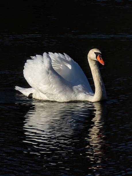 istock Swan in water reflection in pond 2245501370