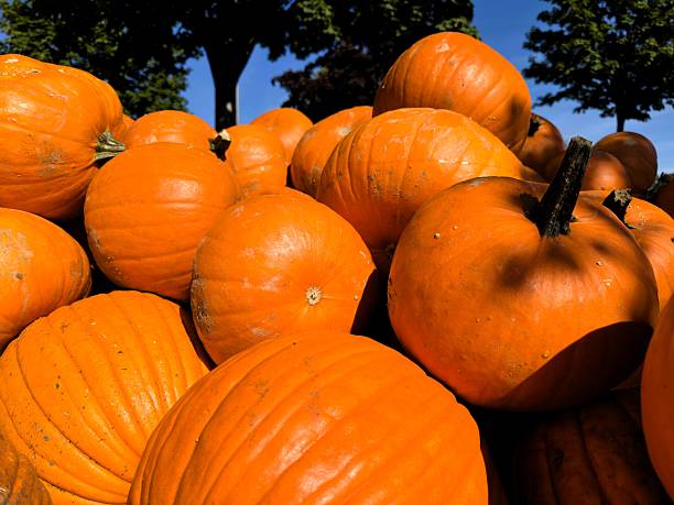 Beautiful Halloween pumpkins or red kuri squash