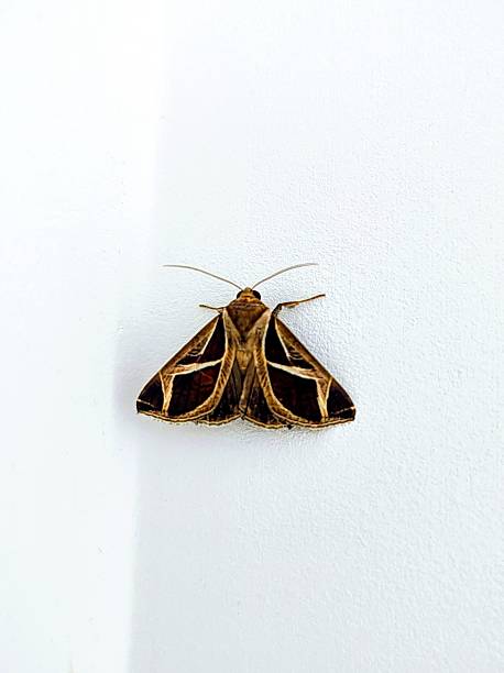Beautiful moth with natural patterns - Calyptis.