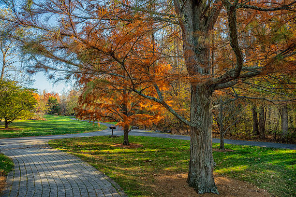 istock Autumn scene in a rural park 2245502043