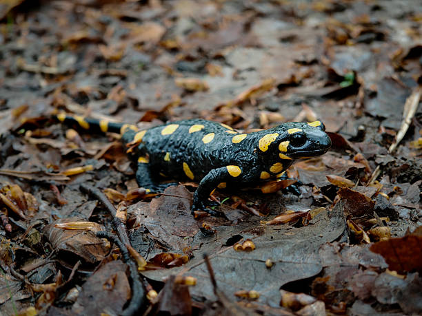 A fire salamander (Salamandra salamandra) crawling on wet leaves after spring rain in the Bükk Mountains, Hungary.