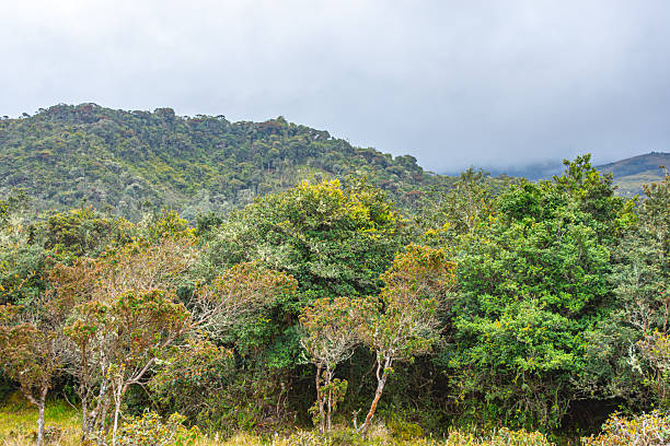 istock Andean Landscape in Colombia 2245502946