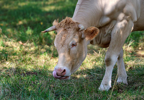 Portrait of a cow with trimmed horns