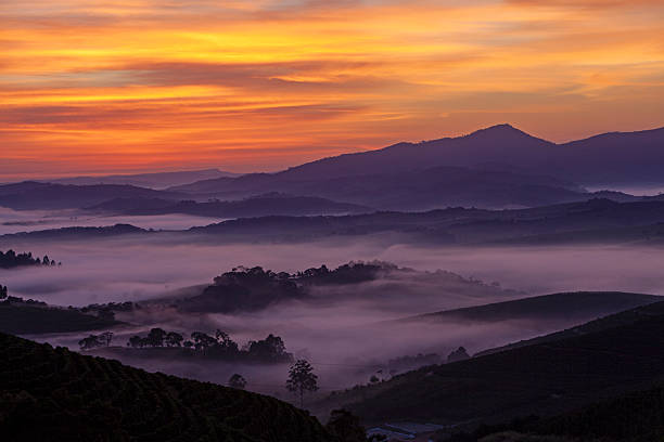 istock Sun rises at coffee plantations covered  with fog 2245504567
