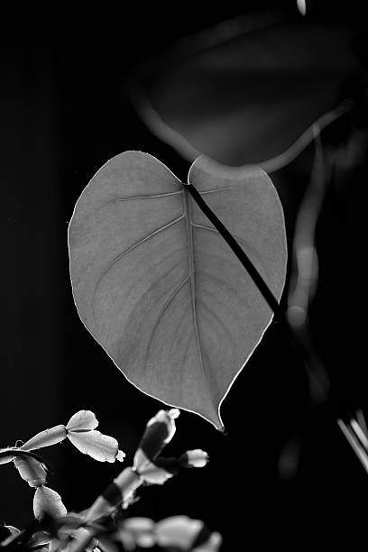 istock High-Contrast Black and White Backlit Heart-Shaped Leaf 2245505100