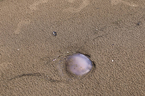 Jellyfish on a sandy beach sea shore