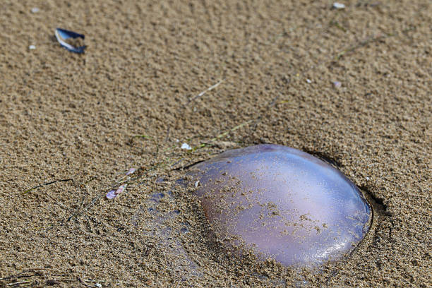 Jellyfish on a sandy beach sea shore