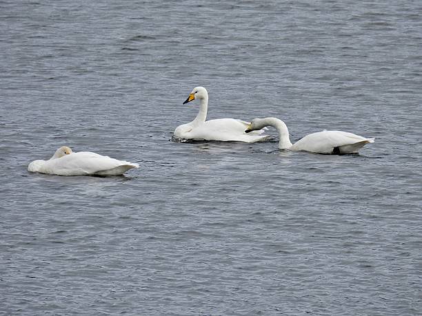 istock Three Whooper swans on English reservoir 2245510079