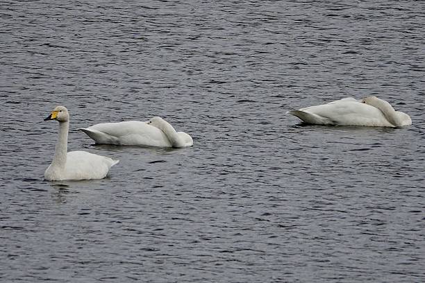 istock Three Whooper swans on English reservoir 2245510115