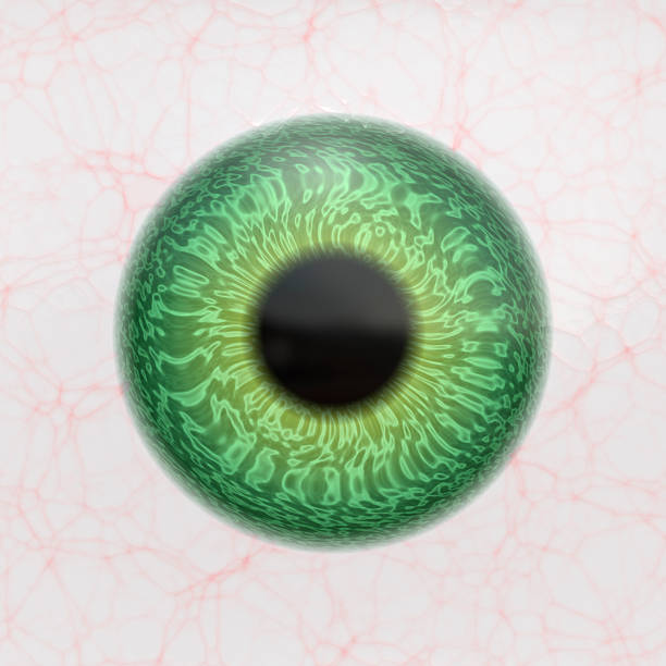istock Realistic human eyeball. Anatomy blue eye close up element, round iris retina and pupil, colorful ophthalmology clinic anatomy. 2245511521