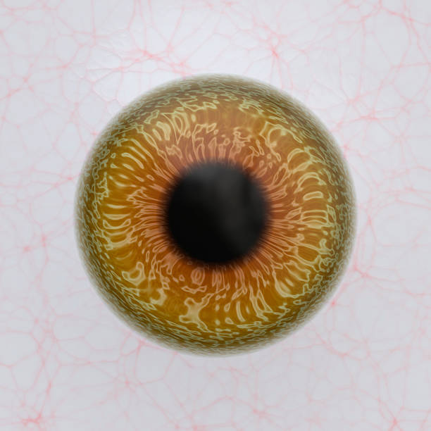 istock Realistic human eyeball. Anatomy blue eye close up element, round iris retina and pupil, colorful ophthalmology clinic anatomy. 2245511523