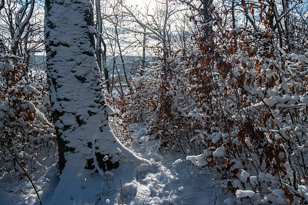 Winter forest landscape in the Black Forest (Schwarzwald), Germany. The scene shows snow-covered fir trees, quiet nature, and deep layers of fresh snow. A peaceful moment in cold weather, ideal for themes like winter wonderland, nature stillness, eco-tourism, and seasonal mood. This quiet natural retreat invites visitors seeking fresh air, stillness, and the magic of snowy landscapes. The soft white layers resting on every branch create a dreamlike atmosphere perfect for winter walks, seasonal travel, and eco-tourism. Ideal for concepts like winter escape, forest serenity, and mindful outdoor living.