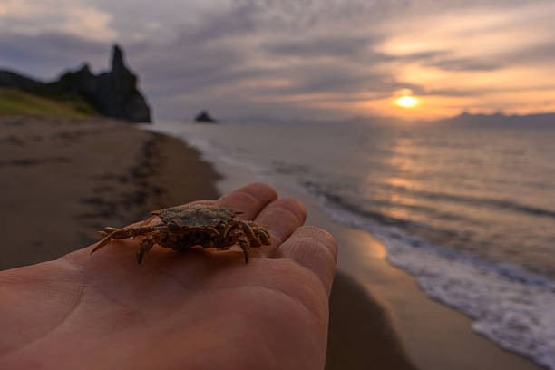 A small crab sits gently on an open hand, with a stunning sunset reflecting on calm waters. The rugged coast of Russia provides a breathtaking backdrop for this peaceful moment.