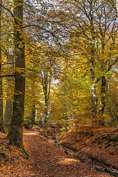 istock Autmn forest landscape with colorful beech trees 2245515679