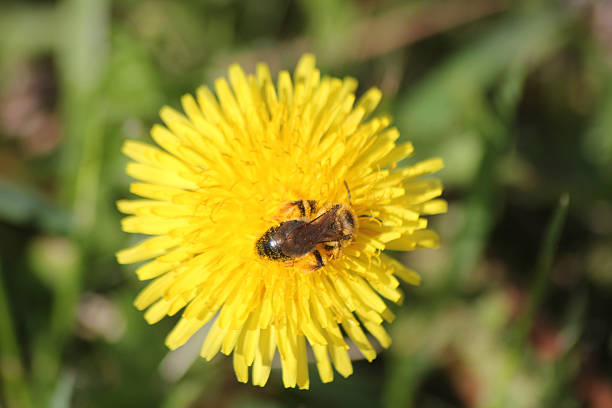istock A sand bee - andrena florea 2245516188