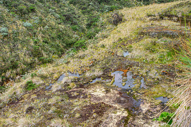 A breathtaking view of the lush highland landscape in Purace, Cauca, showcasing unique flora and natural water pools.
