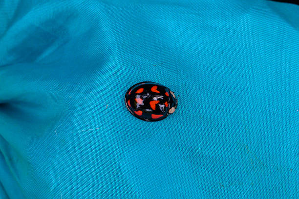 A colorful ladybug with striking orange and black markings is perched on a piece of blue fabric, catching the sun's rays in a serene moment in Russia.