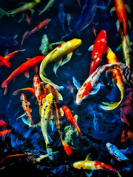 istock Blue Koi Fish Photo Art Design 2245518549