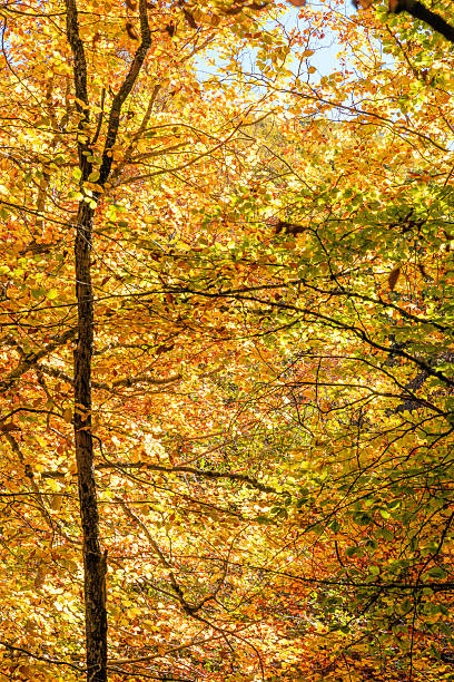 Stream Beech Forest, Hayedo de la Pedrosa Natural Protected Area, Beech Forest Autumn Season
