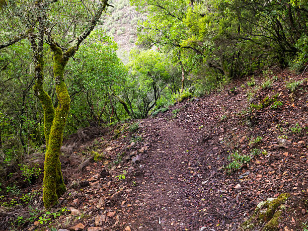 Idyllic path surrounded by vegetation in the forest in autumn, Batuecas Valley, Sierra de Francia