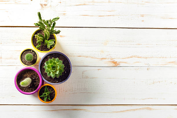 istock Assorted small potted plants arranged on a wooden surface in natural light 2245520262