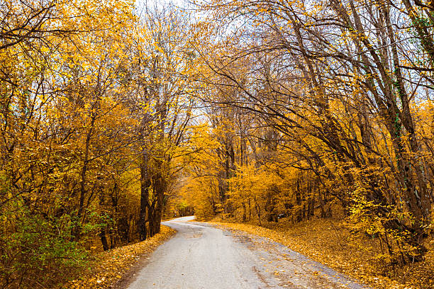 A wonderfully calm road in the forest among yellow and orange leafed trees. And the ground is completely covered with dry autumn leaves.
