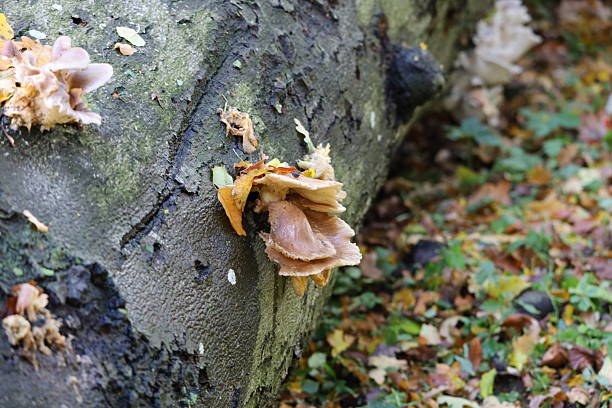 Wild oyster mushrooms with wavy caps on wood. Grown in humid autumn forest environment.