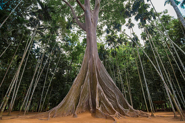 istock Big tree in the jungle. The largest tree in the world. 2245522447