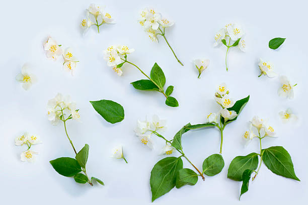istock White Jasmine flowers pattern top view, flat lay. delicate spring flowers. 2245522971