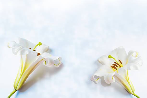 istock Greeting card. Beautiful spring flower white lily closeup on a light background. 2245523020