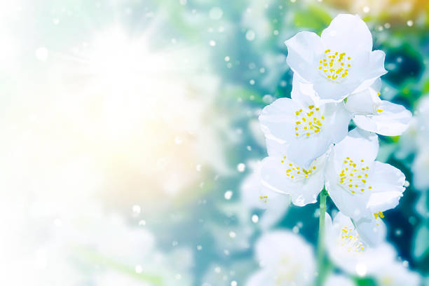 White jasmine. The branch delicate spring flowers. nature