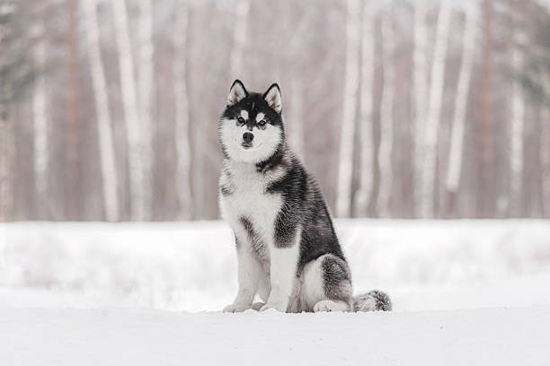 istock Husky sitting on snowy clearing facing camera, symmetrical markings, forest background, gentle snow. 2245523046