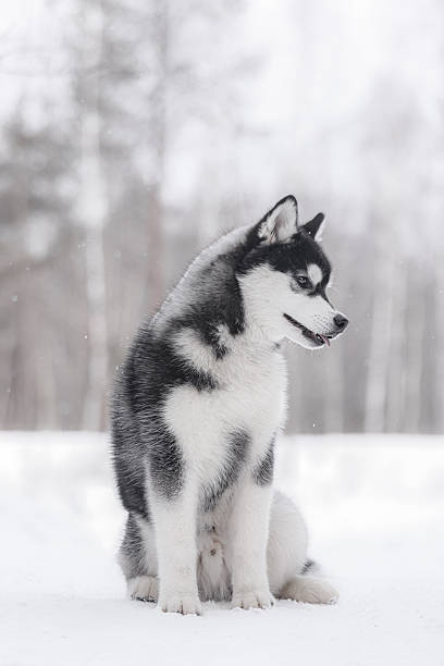 istock Black and white Husky sitting sideways in snowy forest, looking ahead with open mouth. 2245523068