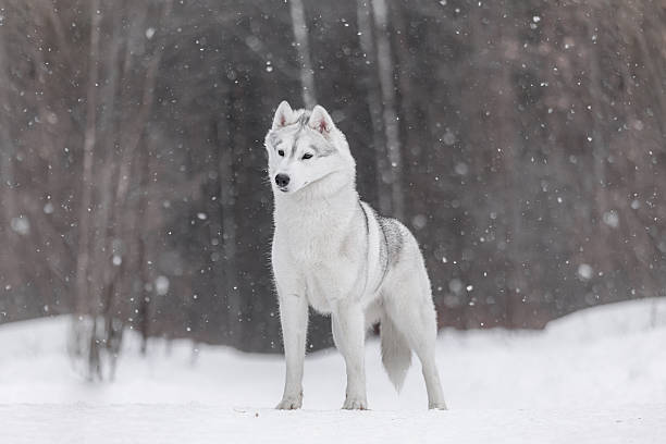 istock White Siberian Husky standing on snowy trail under falling snowflakes in winter forest. 2245523081