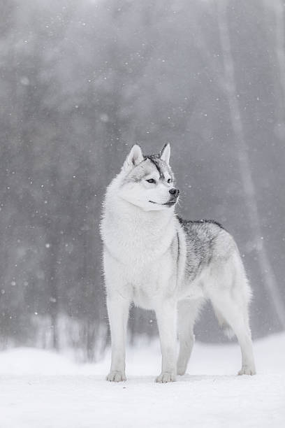 istock Siberian husky looking aside proudly in falling snow, standing tall in white winter forest. 2245523112