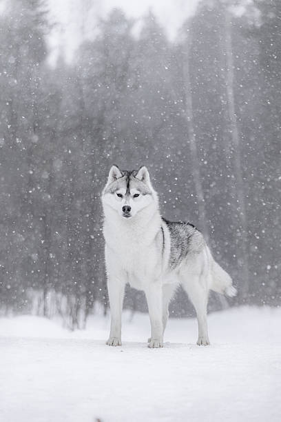 istock Siberian husky standing on snow-covered ground facing camera in winter snowfall. 2245523124