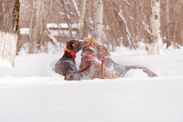 istock Group of dogs pitbull playing together in deep snow creating spray and movement during winter day 2245523247