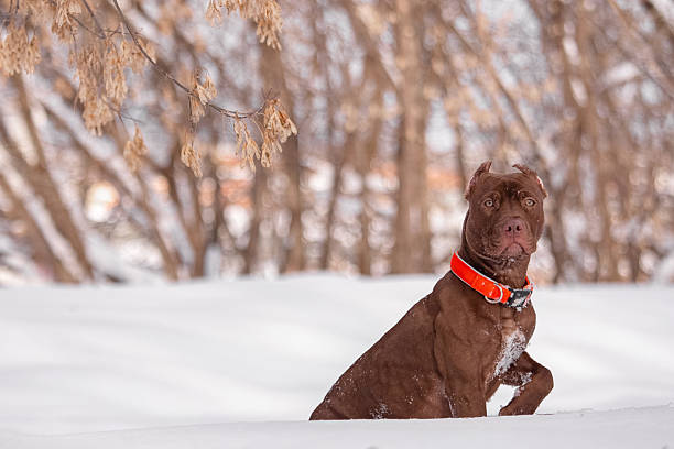 Muscular brown pitbull sits confidently among snowdrifts under dry tree branches. Bright orange collar contrasts with muted winter tones. Ideal for outdoor pet portrait, strength, and seasonal domestic animal imagery.