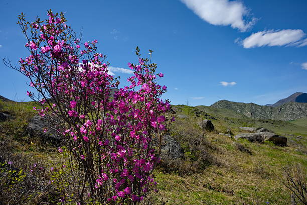 Russia. South of Western Siberia. Blooming maralnik (rhododendron) on the rocks of the Altai Mountains is a grandiose spring festival, which tourists from all over Russia seek to visit.