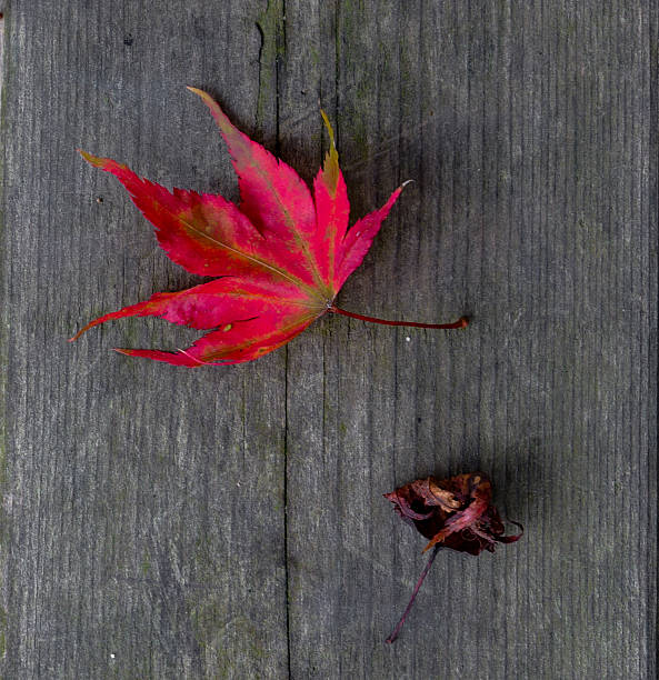 Fallen red maple leaves scattered on a wooden bench.