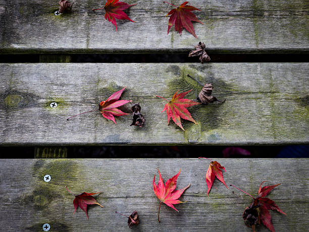autumn leaves