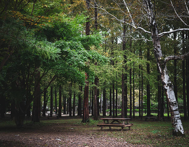 istock Tall trees in a peaceful forest with early autumn foliage. 2245524961