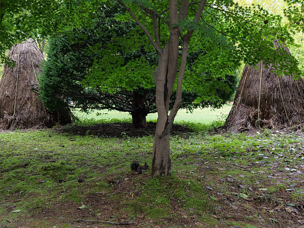 A small squirrel on the forest floor in a park under tall trees.
