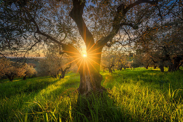 istock Sunburst Through Ancient Olive Tree in Tuscan Grove at Sunset 2245525218