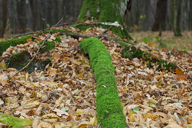 ​A focused shot highlights a thick, bright green branch or root completely covered in moss, cutting through a carpet of fallen autumn leaves. The forest scene perfectly captures the feeling of a damp, natural, untouched ecosystem with rich textures and contrasting colors.