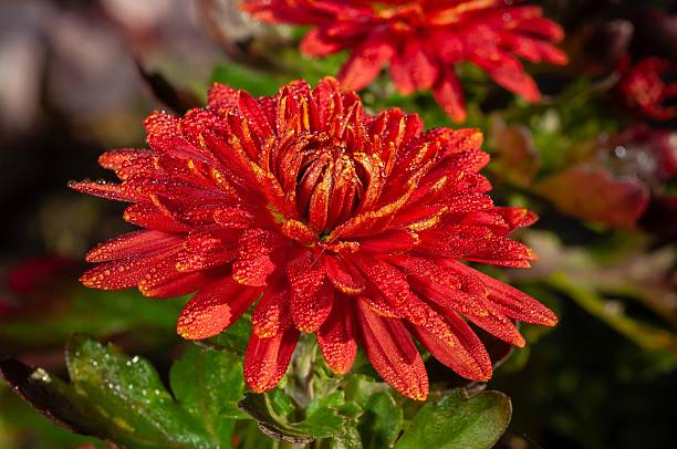 istock Vibrant red chrysanthemum flower with water droplets in a garden setting 2245527510