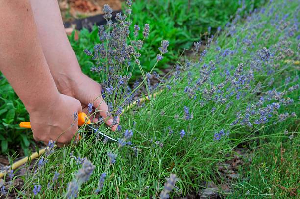 istock Hands harvesting lavender flowers with pruning shears in a garden 2245527537